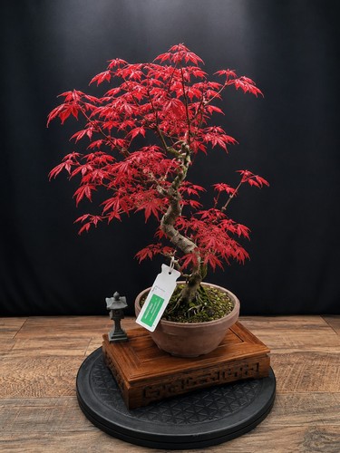 Shape deshojo acer bonsai - shape,