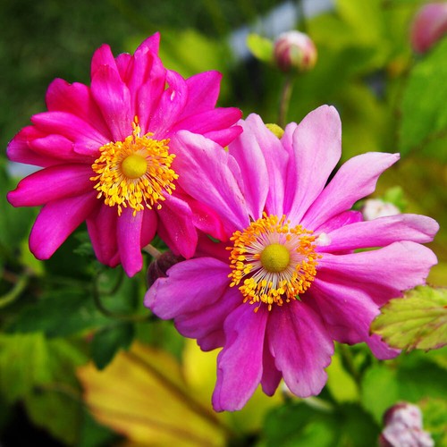 Japanese anemone plants - japanese,