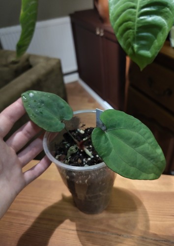 Anthurium ace spades aos - of,