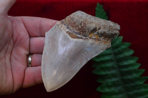 Lovely genuine megalodon - ,
