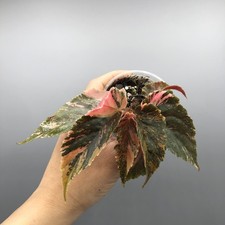 Begonia Ginny Galaxy Pink