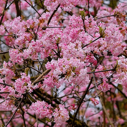 Viburnum bodnantense dawn - bodnantense,