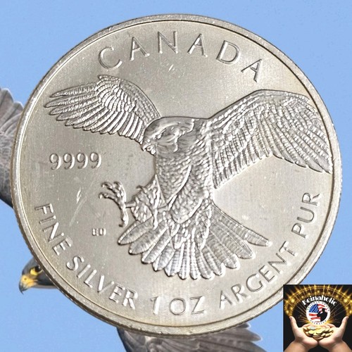 2014 peregrine falcon canada - peregrine,