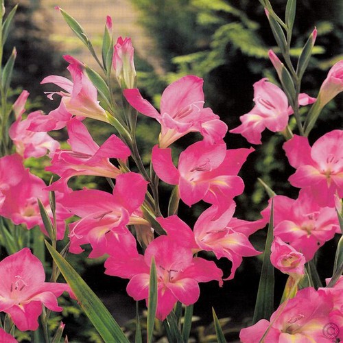 Gladioli charming lady - 10,