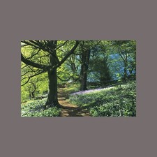 Bluebell Woods Country