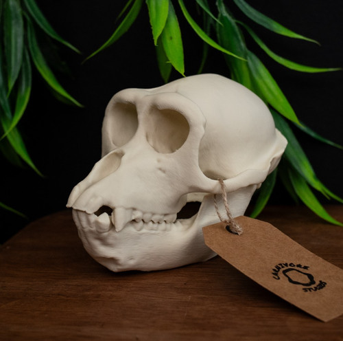Monkey skull replica macaque - skull,