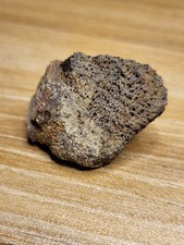 Genuine Triceratops Skull