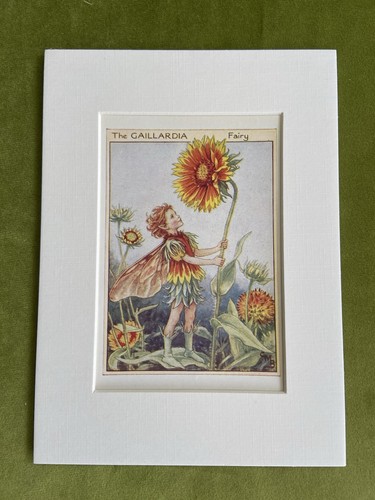 Gaillardia flower fairy - ‘gaillardia’,