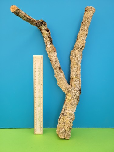 Cork bark branch - cork,