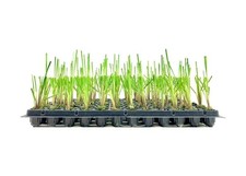 Pampas Grass | 2 Inch |