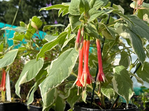 Fuchsia fulgens variegata - fuchsia, 'variegata'