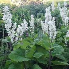 Clary Sage WHITE SWAN Salvia