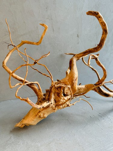 Azalea roots terrarium - |,