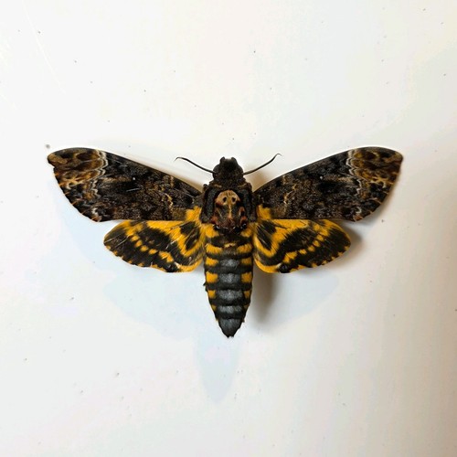 Acherontia lachesis death - acherontia,