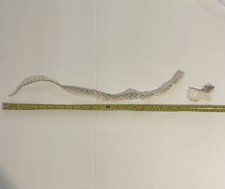 24” Adult Western Hognose