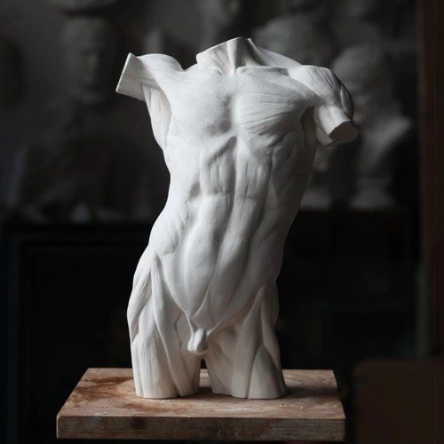 écorché male torso plaster - torso,,