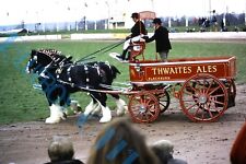 Thwaites Ales Brewery Dray & Horses  At country Show 1980's White 35mm slide 