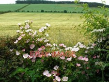 PHOTO  VIEW OVER THE HEDGE TO KINGS CHAIR HILL KINGS CHAIR HILL WAS ON THE ROUTE