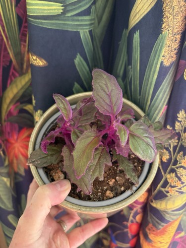 Purple passion plant - purple,