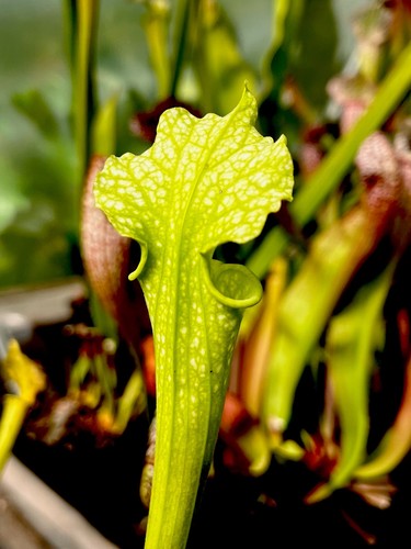 Sarracenia moorei antho - sarracenia, free