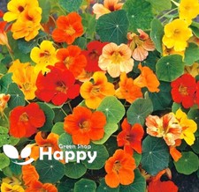 NASTURTIUM DWARF HONOLULU TOP