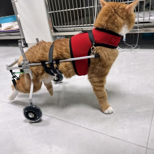 Adjustable cat wheelchair - wheelchair, pet