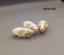 Brown Rat Skull, Bones