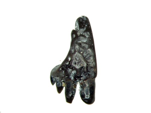 Permian reptile jaw fossil - reptile,
