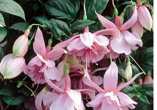 Fuchsia double plug - x,