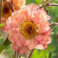 Geum Mai Tai Avens Colourful