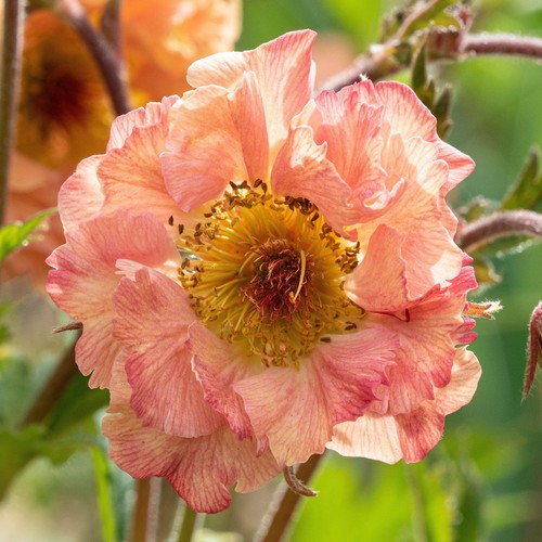 Geum mai tai - geum, colourful