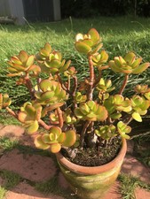 10x Jade Money Plant Crassula Ovata Fresh Leaf Cuttings