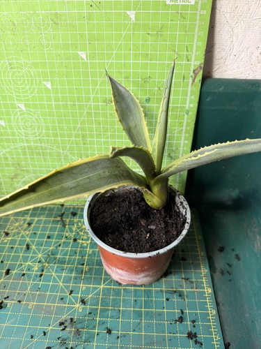 Agave variegated 12cm - -, ex