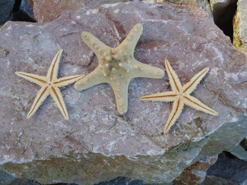 Knobbly starfish flat star - +,