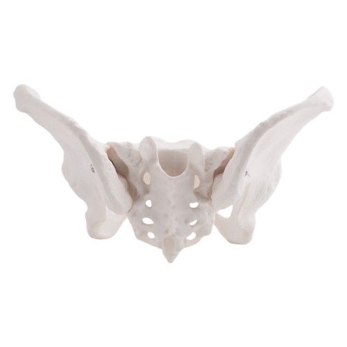Size female pelvis model hip - female,