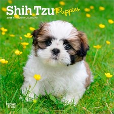 Shih Tzu Puppies | 2026 7x14"