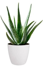 Live Aloe Vera Plant– Approx. 40cm Tall– Natural Air Purifier &Healing Succulent