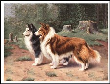 SHETLAND SHEEPDOG SHELTIE TWO