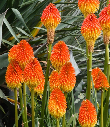 Kniphofia rooperi red - kniphofia, hot