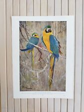 Antique 1890 Blue And Yellow Macaw Tropical Parrot Birds Book Art Print Macaws 