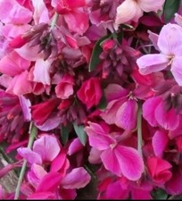 12  Wallflower Plug Plants