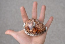 6x Natural Spotted Shells