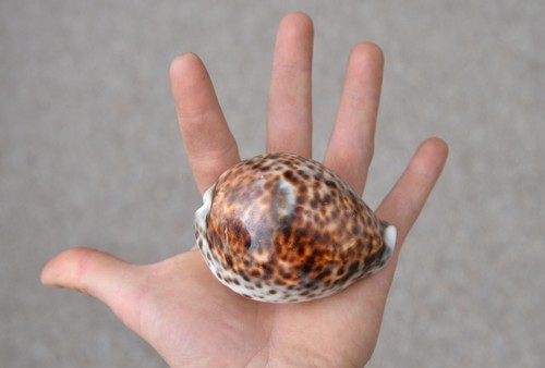 Natural spotted shells - natural,