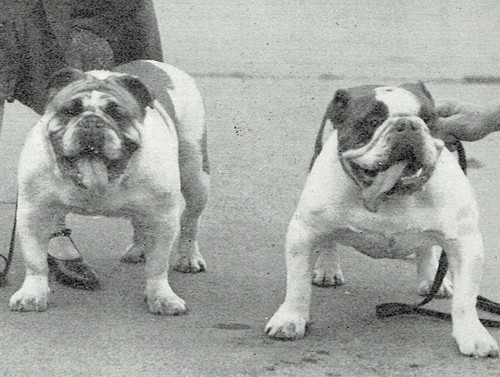 English bulldog pugilist - english,