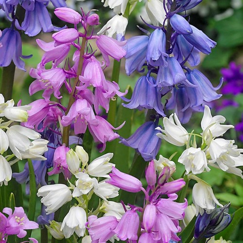 Spanish bluebell mixed spring - spanish,
