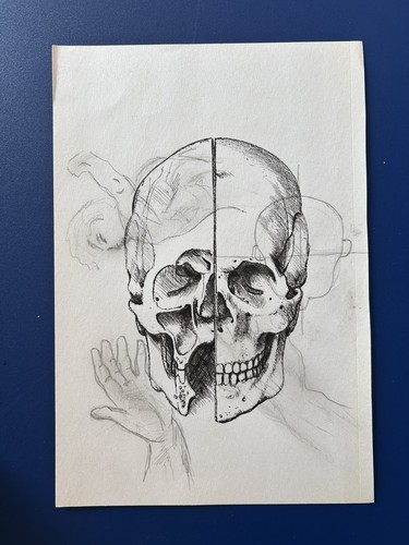 Original skull anatomy - skull, drawing
