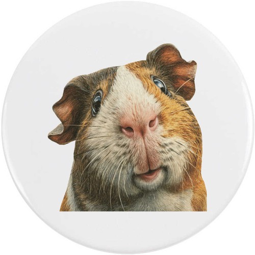 Funny guinea pig - 'funny,