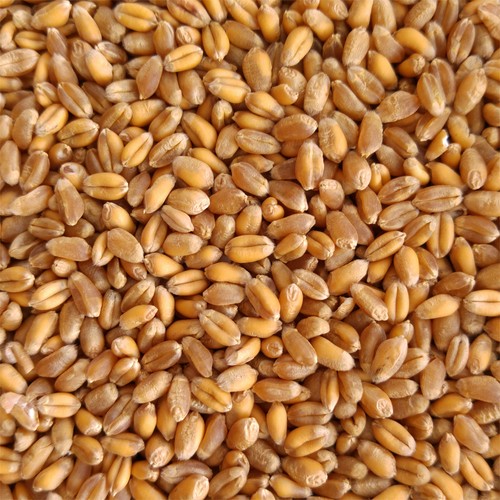 Grow your own wheatgrass - grow,