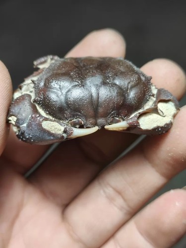 Natural crab fossils from