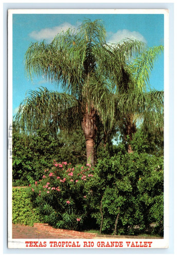 Tropical rio grande valley - tropical,